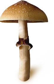 Psilocybe Cubensis Equador spores print